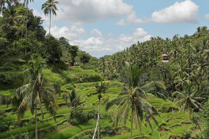 Two-Day Bali Highlights: Uluwatu, Ubud & Kintamani Volcano Escape photo 2