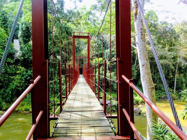 Exploring Sinharaja Rainforest: Day Trek, Waterfalls & Endemic Wildlife photo 2