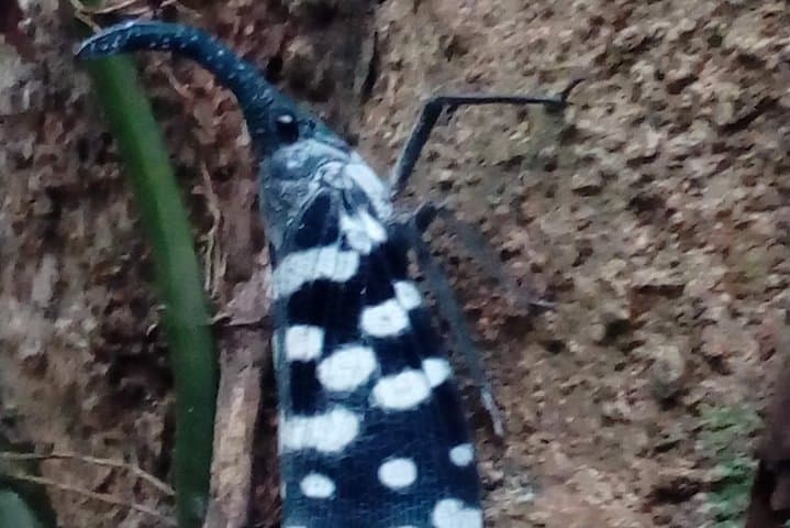 Exploring Sinharaja Rainforest: Day Trek, Waterfalls & Endemic Wildlife photo 4