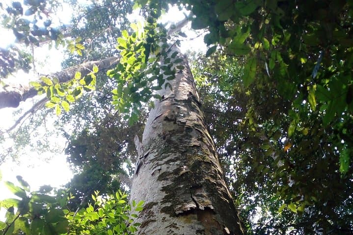 Exploring Sinharaja Rainforest: Day Trek, Waterfalls & Endemic Wildlife photo 6