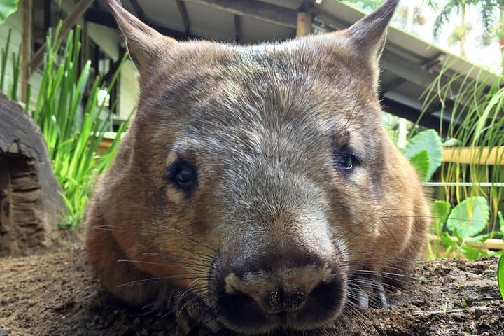 Kuranda Rainforestation Nature Park Ticket Guide — Army Duck, Pamagirri & Wildlife Park photo 3