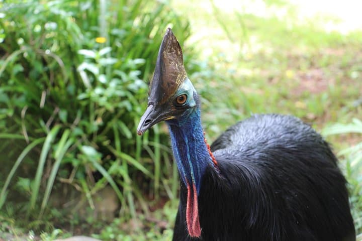 Kuranda Rainforestation Nature Park Ticket Guide — Army Duck, Pamagirri & Wildlife Park photo 6