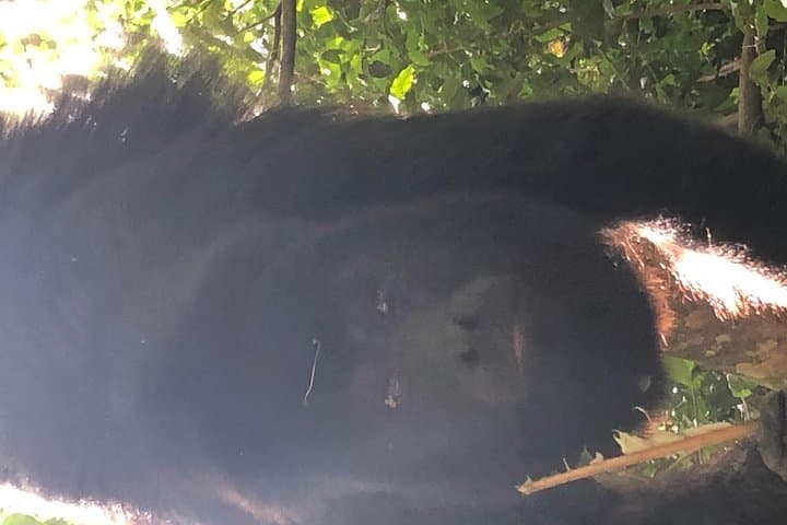 Private Belize Zipline and Baboon Sanctuary Adventure photo 5