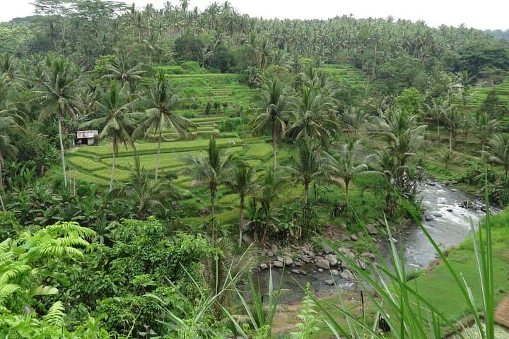 Ubud Rice Terraces E‑Bike Private Tour: Ride Through Rice Paddies & Village Temples photo 3