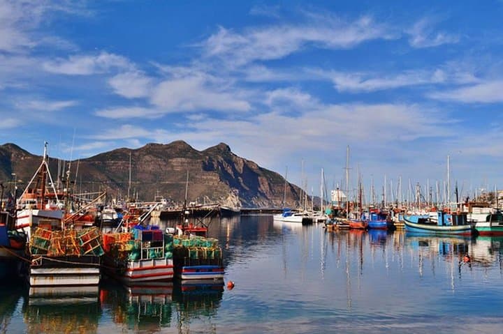 Cape Point Peninsula Tour: Penguins, Fynbos & Coastal Drives from Cape Town photo 4