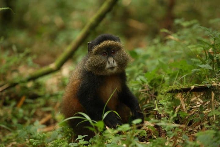 Golden Monkey Trekking in Volcanoes National Park — 1-Day Rwanda Expedition photo 1