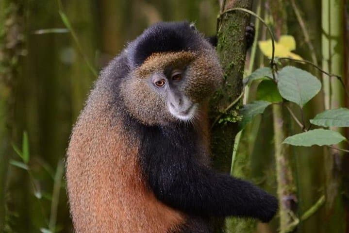 Golden Monkey Trekking in Volcanoes National Park — 1-Day Rwanda Expedition photo 2