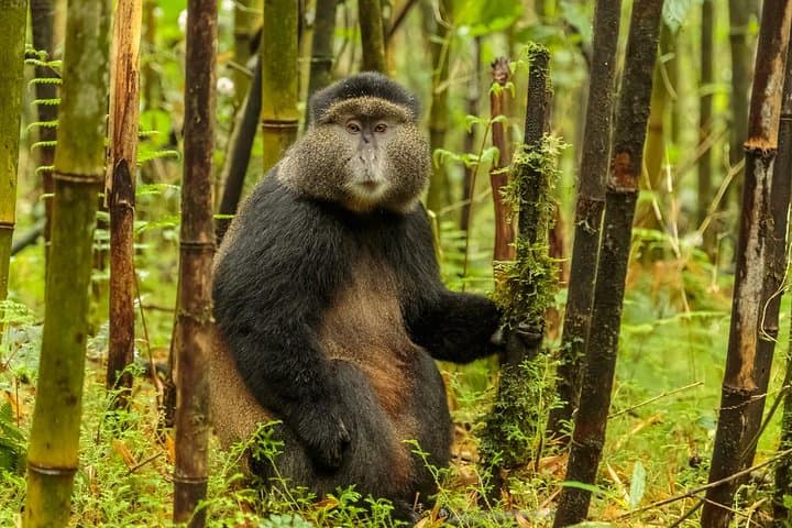 Golden Monkey Trekking in Volcanoes National Park — 1-Day Rwanda Expedition photo 3