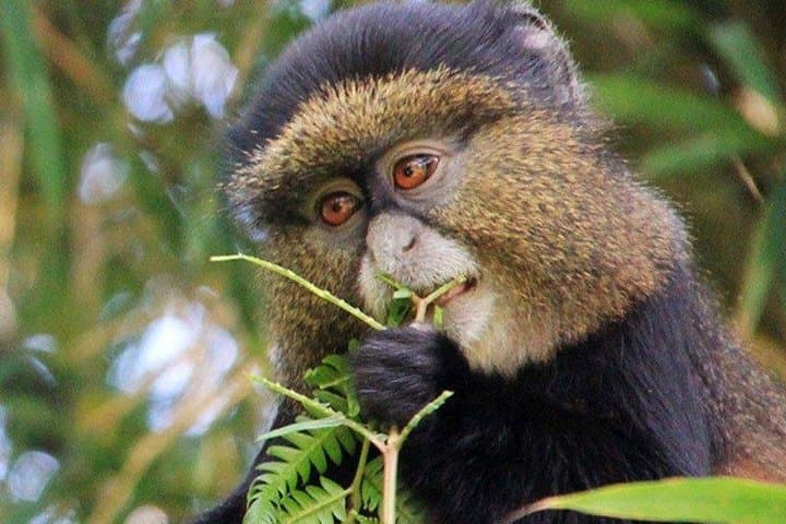 Golden Monkey Trekking in Volcanoes National Park — 1-Day Rwanda Expedition photo 4