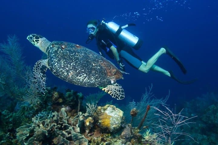 Single-Tank Fun Dive on Roatán’s West Side — Reef Dive with Transfers photo 5