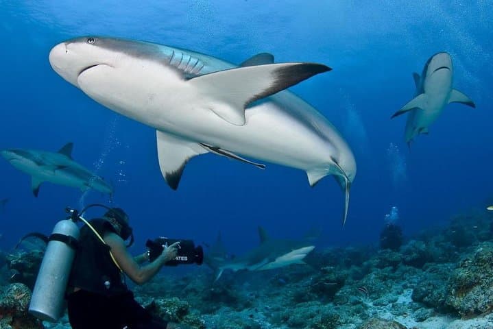 Roatán 10-Dive Package: Explore the Mesoamerican Barrier Reef photo 2
