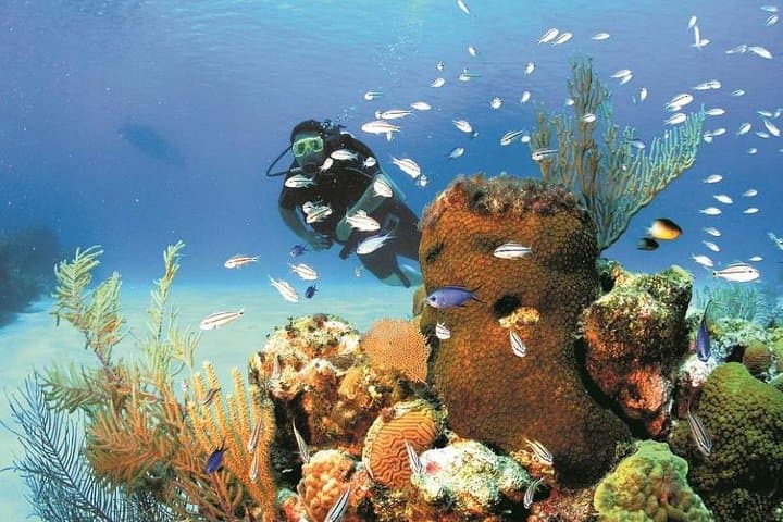 Roatán 10-Dive Package: Explore the Mesoamerican Barrier Reef photo 3