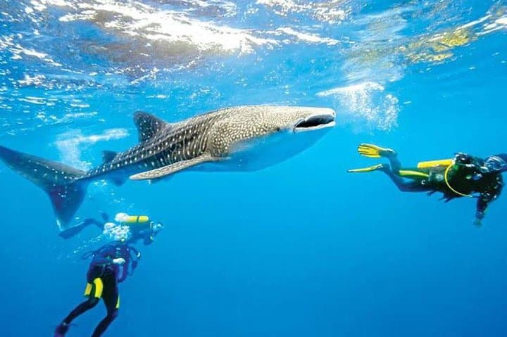 Roatán 10-Dive Package: Explore the Mesoamerican Barrier Reef photo 4