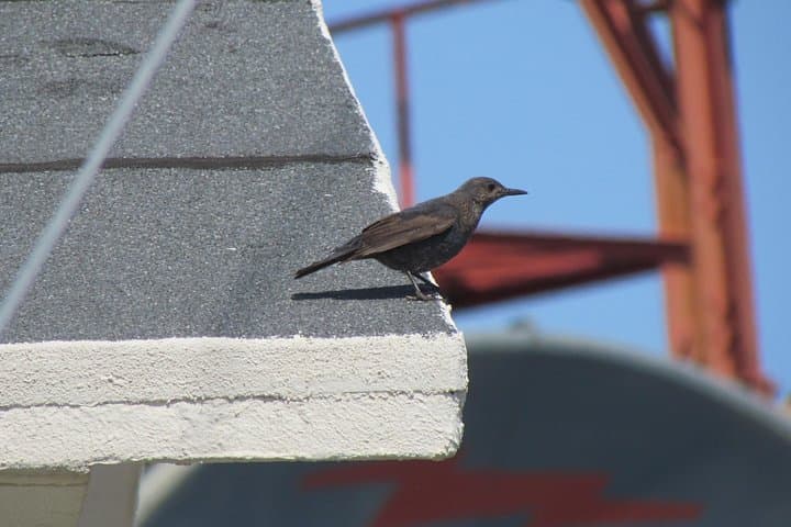 Birdwatching Day in the Monchique Hills: Foia to Caldas de Monchique photo 4
