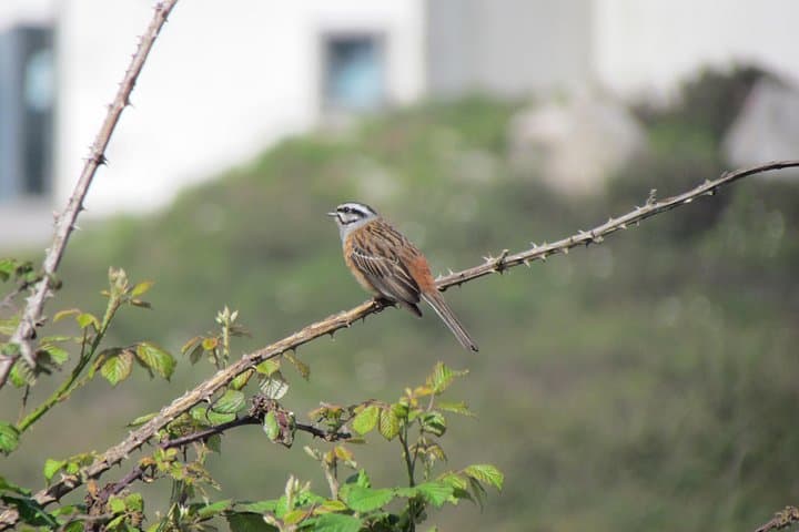 Birdwatching Day in the Monchique Hills: Foia to Caldas de Monchique photo 5