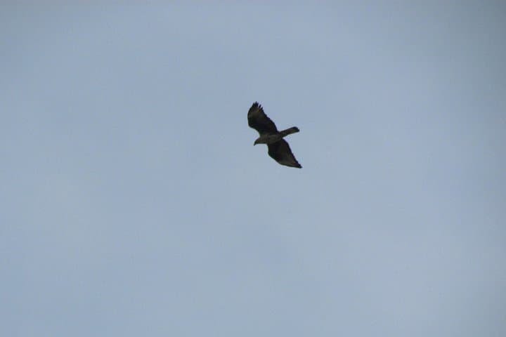 Birdwatching Day in the Monchique Hills: Foia to Caldas de Monchique photo 6