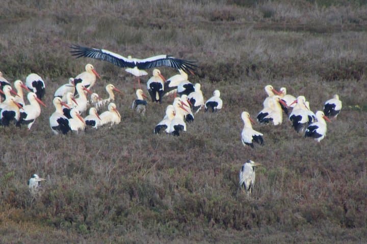 Half-Day Birdwatching at Abicada Marsh: Ria de Alvor Wildlife Walk photo 2