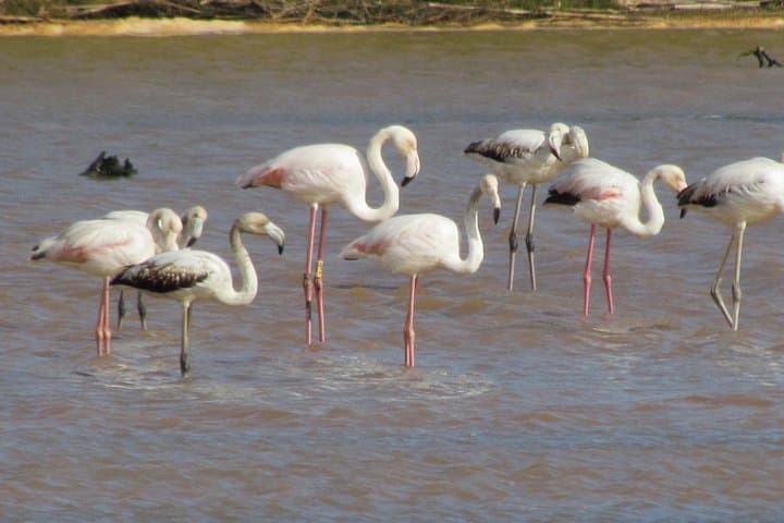 Half-Day Birdwatching at Abicada Marsh: Ria de Alvor Wildlife Walk photo 5
