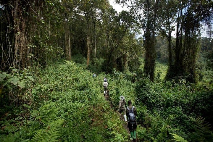 Summiting Mount Bisoke: One-Day Hike to the Crater Lake in Volcanoes National Park photo 4