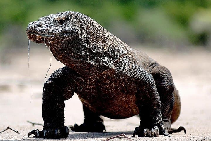 3-Day Private Komodo Boat Trip from Labuan Bajo: Padar, Pink Beach & Manta Rays photo 3