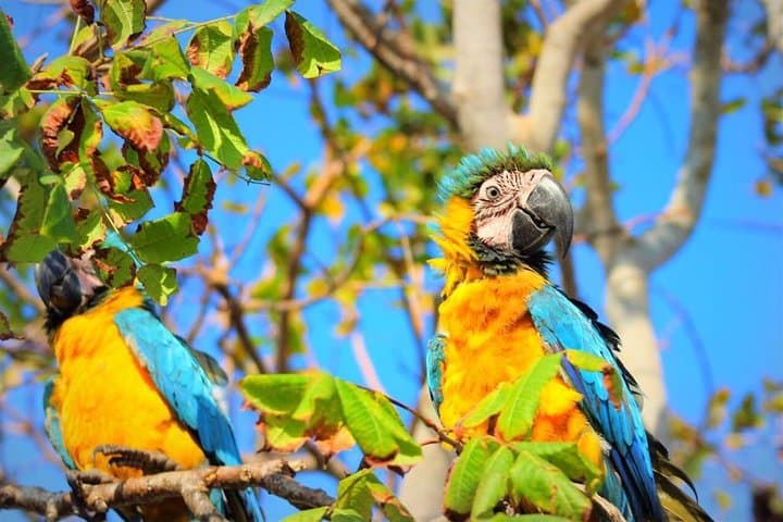 Birdwatching at the National Aviary in Cartagena de Indias — A Guided Half‑Day Immersion photo 1