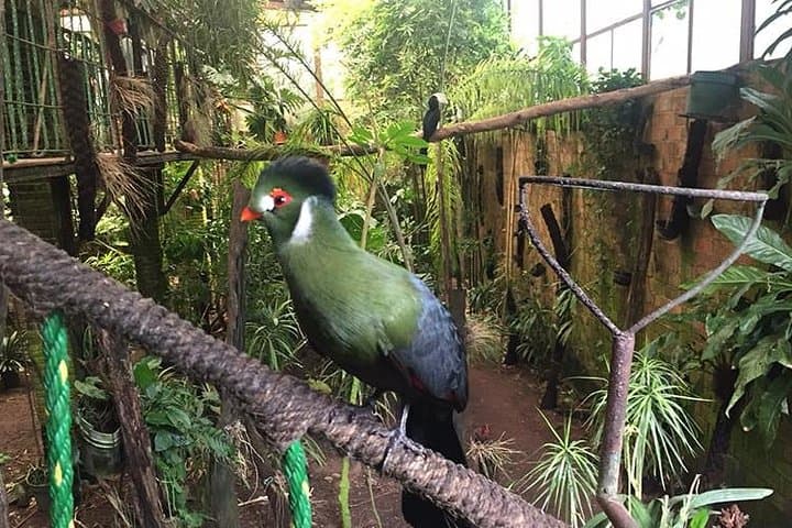 Birdwatching at the National Aviary in Cartagena de Indias — A Guided Half‑Day Immersion photo 2