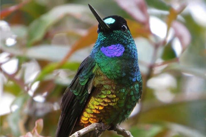 Birdwatching at the National Aviary in Cartagena de Indias — A Guided Half‑Day Immersion photo 4