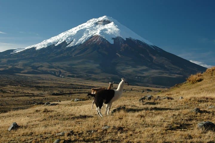 Cotopaxi Day Hike to Limpiopungo Lake & First Refuge (From Quito) photo 3