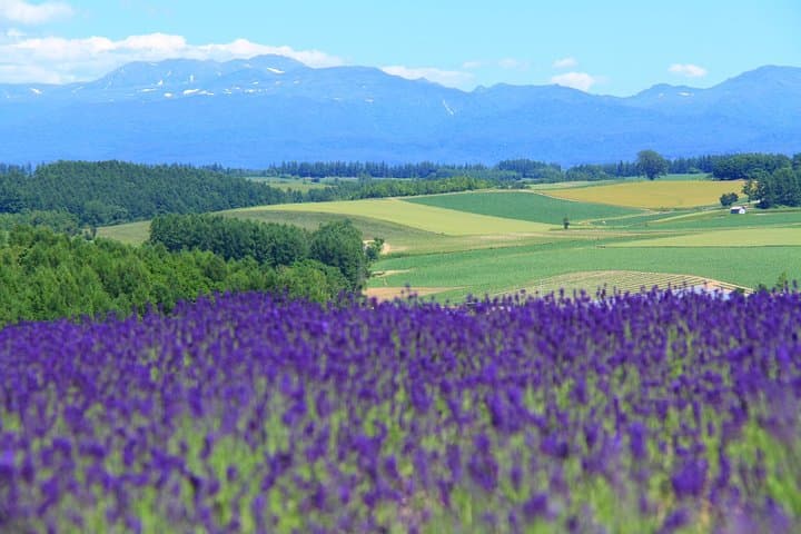 Furano and Biei Full-Day Private Tour: Lavender Fields, Blue Pond & Alpacas photo 3