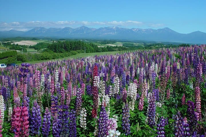 Furano and Biei Full-Day Private Tour: Lavender Fields, Blue Pond & Alpacas photo 6