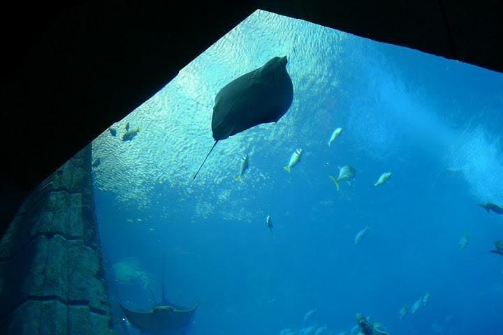 Explore The Lost Chambers Aquarium at Atlantis The Palm: Dubai's Underwater Maze photo 3