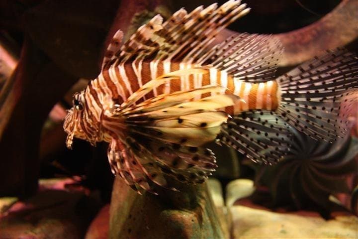 Explore The Lost Chambers Aquarium at Atlantis The Palm: Dubai's Underwater Maze photo 5