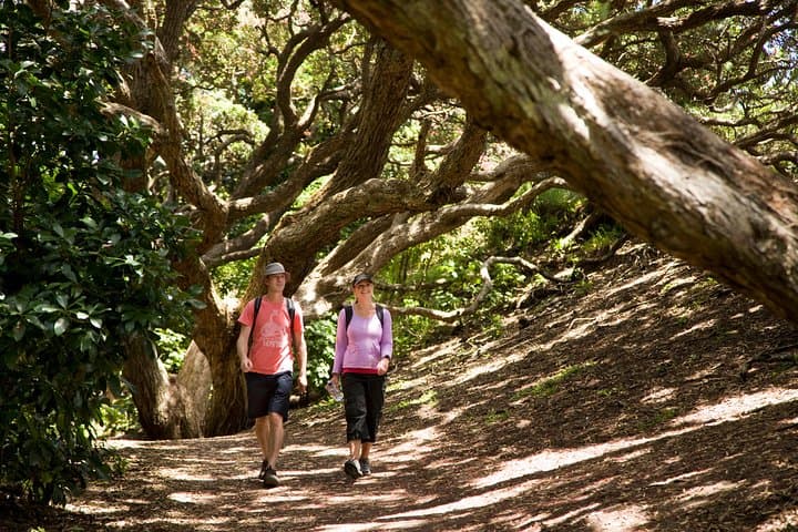 Private Auckland West Coast Day Tour — Muriwai Gannets, Kauri & Kumeu Wineries photo 3
