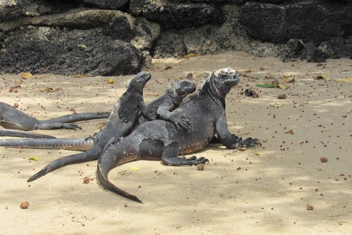 Galapagos Surprising: 4-Day Santa Cruz & Isabela Island Adventure photo 6
