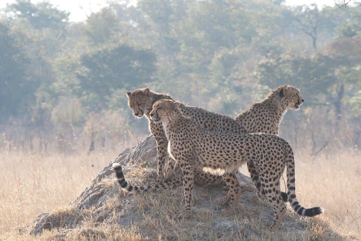 Victoria Falls & Chobe Combo: 5-Day Falls, Village & Safari Experience photo 3