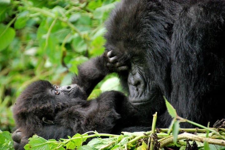 2-Day Bwindi Gorilla Trek from Kigali: Mountain Gorilla Trekking in Uganda