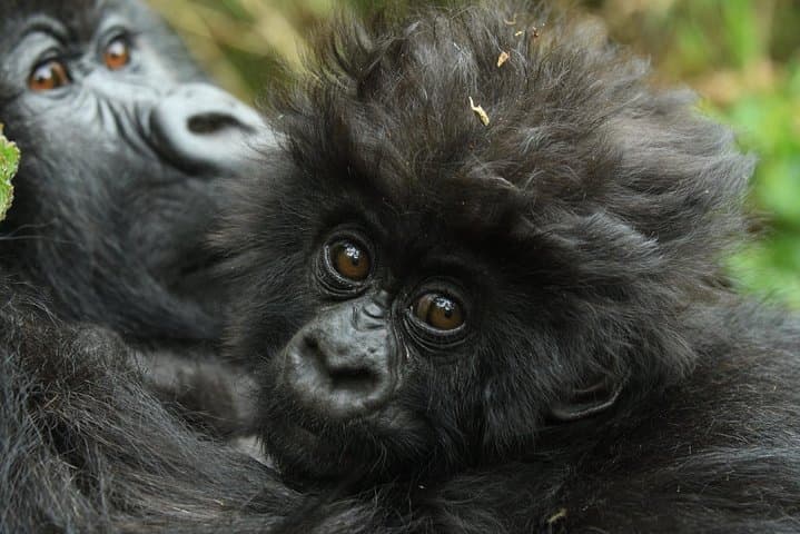 2-Day Bwindi Gorilla Trek from Kigali: Mountain Gorilla Trekking in Uganda photo 3