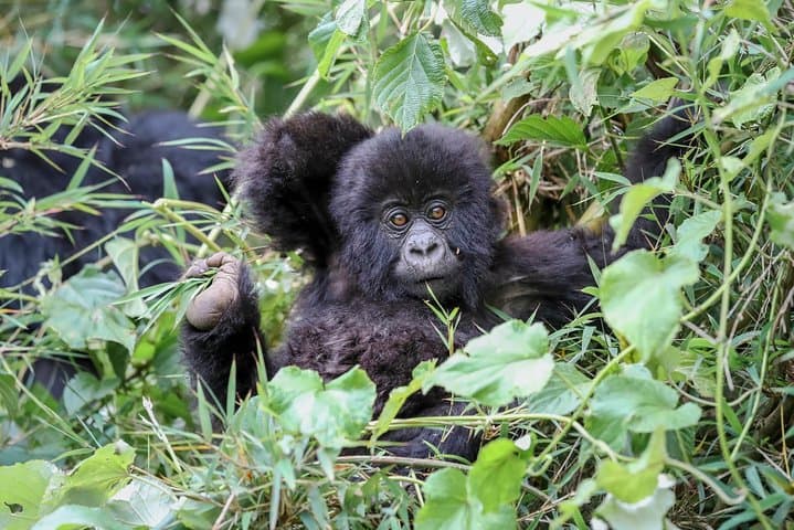 2-Day Bwindi Gorilla Trek from Kigali: Mountain Gorilla Trekking in Uganda photo 2