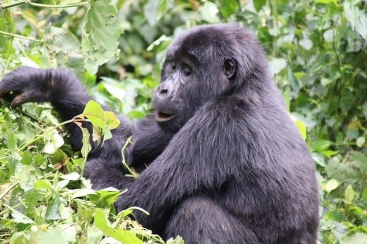 3-Day Kalinzu Chimp Trek and Bwindi Gorilla Trekking Adventure from Kigali