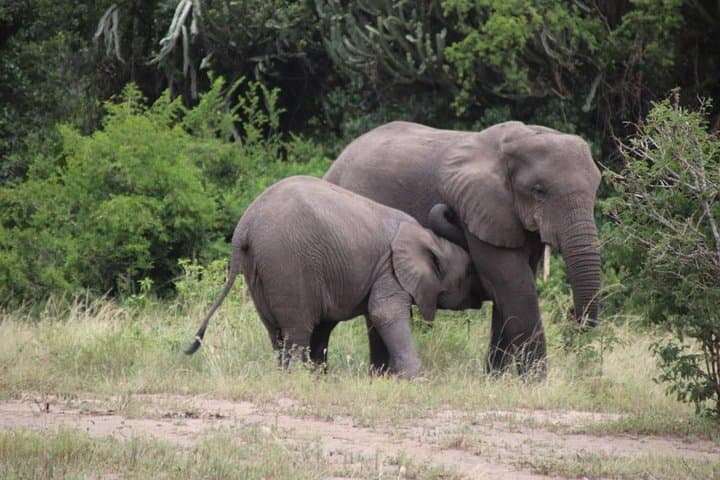 4-Day Gorilla & Chimpanzee Trek: Bwindi, Kazinga Channel and Kalinzu Forest photo 4
