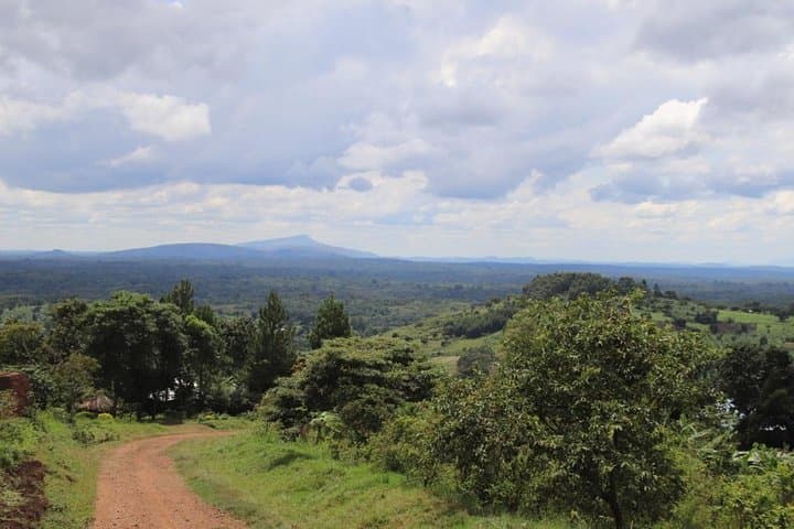 4-Day Gorilla & Chimpanzee Trek: Bwindi, Kazinga Channel and Kalinzu Forest photo 5