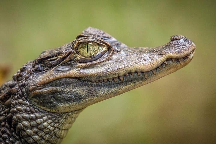 Miami Everglades Airboat Tour: Alligator-Spotting & Wildlife Experience photo 3