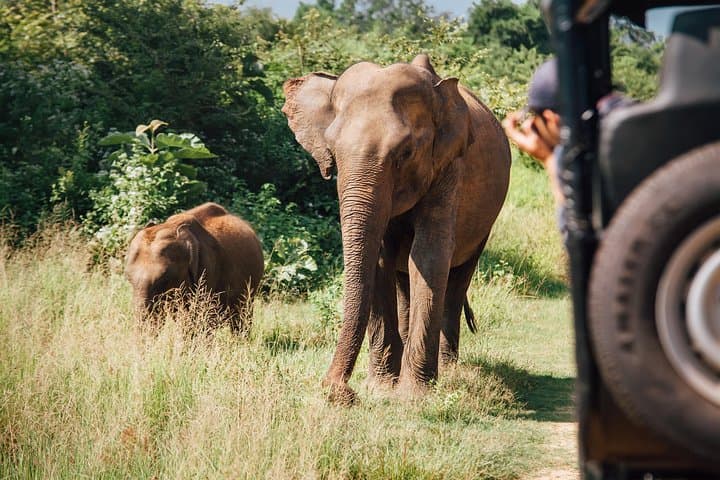 Double-Header Safari: Yala and Bundala One-Day Wildlife Drive photo 3