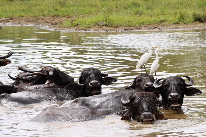 Double-Header Safari: Yala and Bundala One-Day Wildlife Drive photo 4