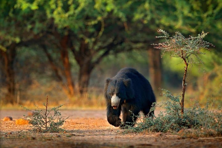 Double-Header Safari: Yala and Bundala One-Day Wildlife Drive photo 5
