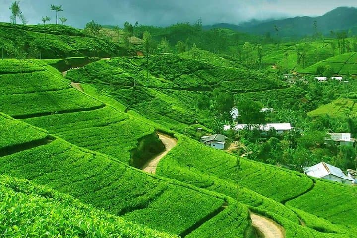Private Chauffeur Tours in Sri Lanka: Colombo to Ella Chauffeur-Driven Car photo 6