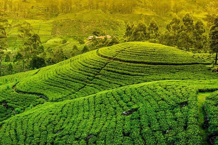 Kandy and Pinnawala Private Day Tour from Colombo: Temple, Tea & Elephant Encounters photo 5