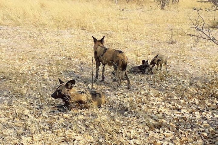 3-Day Central Kalahari Game Reserve Safari from Maun photo 3