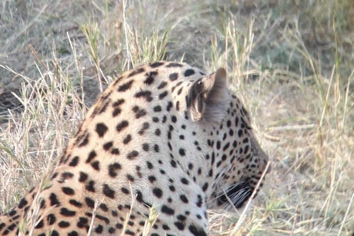 3-Day Central Kalahari Game Reserve Safari from Maun photo 5