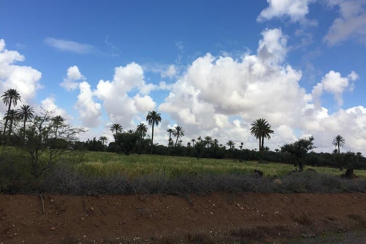 Quad Biking in Marrakech Palm Oasis: 2-Hour ATV Adventure with Amazigh Tea photo 3